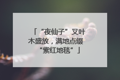 “夜仙子”叉叶木盛放，满地点缀“紫红地毯”