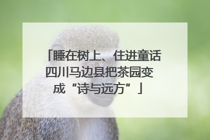 睡在树上、住进童话 四川马边县把茶园变成“诗与远方”
