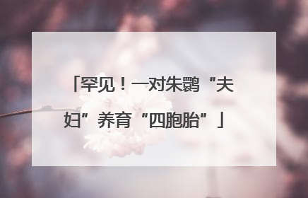 罕见！一对朱鹮“夫妇”养育“四胞胎”