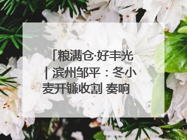 粮满仓·好丰光｜滨州邹平：冬小麦开镰收割 奏响夏日丰收曲