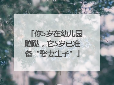 你5岁在幼儿园蹦跶，它5岁已准备“娶妻生子”