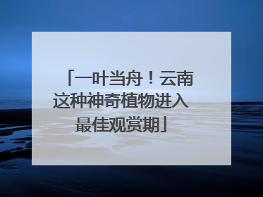 一叶当舟！云南这种神奇植物进入最佳观赏期