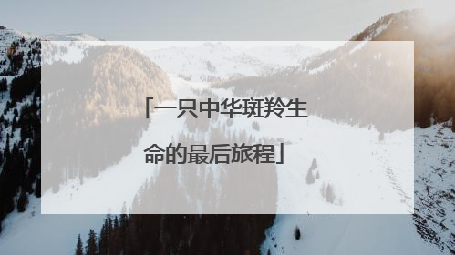一只中华斑羚生命的最后旅程