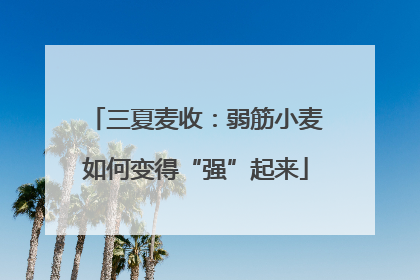 三夏麦收：弱筋小麦如何变得“强”起来