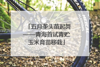 五月垄头苗起舞——青海首试青贮玉米育苗移栽