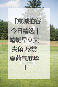 京城拍客今日精选｜蜻蜓早立尖尖角 尽赏夏荷气度华
