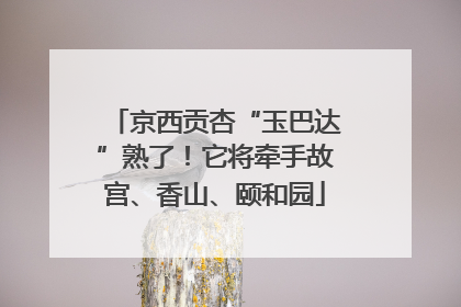 京西贡杏“玉巴达”熟了！它将牵手故宫、香山、颐和园