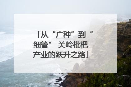 从“广种”到“细管” 关岭枇杷产业的跃升之路