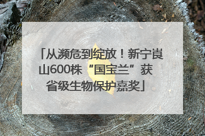 从濒危到绽放！新宁崀山600株“国宝兰”获省级生物保护嘉奖