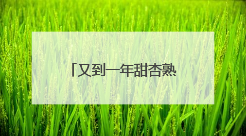 又到一年甜杏熟！青岛本地杏喜迎丰收，6月中旬开启尝鲜季