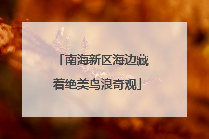 南海新区海边藏着绝美鸟浪奇观