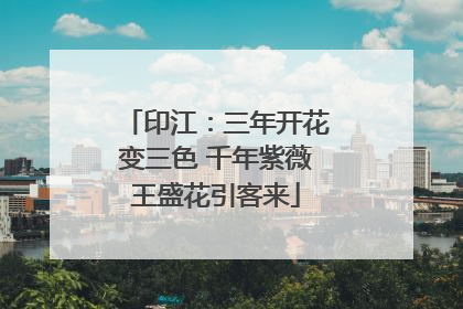 印江：三年开花变三色 千年紫薇王盛花引客来