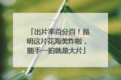 出片率百分百！昆明这片花海美炸啦，随手一拍就是大片