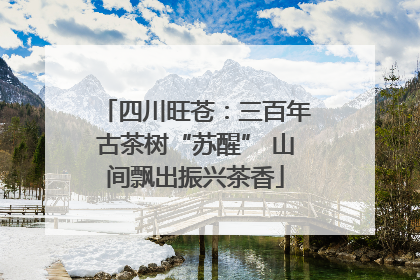 四川旺苍：三百年古茶树“苏醒” 山间飘出振兴茶香