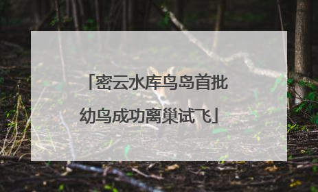 密云水库鸟岛首批幼鸟成功离巢试飞