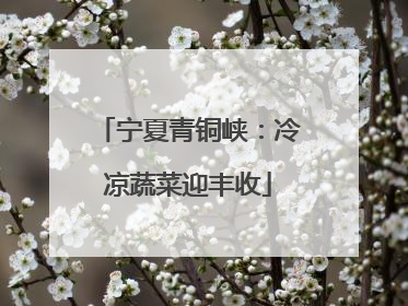 宁夏青铜峡：冷凉蔬菜迎丰收