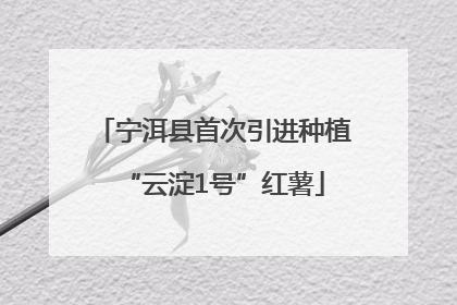 宁洱县首次引进种植“云淀1号”红薯