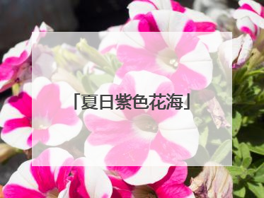 夏日紫色花海