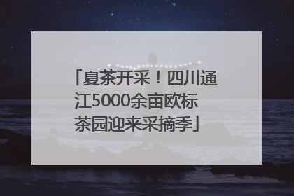 夏茶开采！四川通江5000余亩欧标茶园迎来采摘季