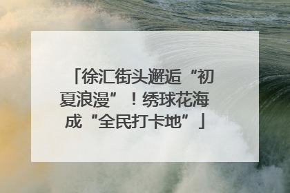 徐汇街头邂逅“初夏浪漫”！绣球花海成“全民打卡地”