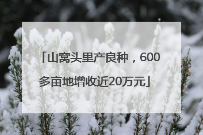 山窝头里产良种，600多亩地增收近20万元