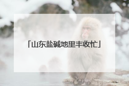 山东盐碱地里丰收忙