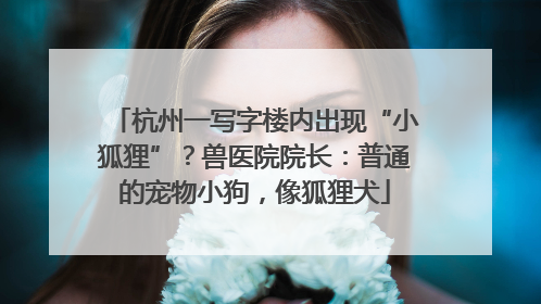 杭州一写字楼内出现“小狐狸”？兽医院院长：普通的宠物小狗，像狐狸犬