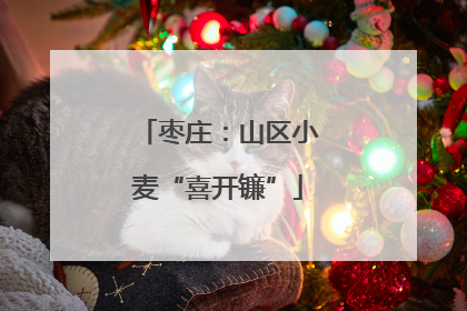 枣庄：山区小麦“喜开镰”