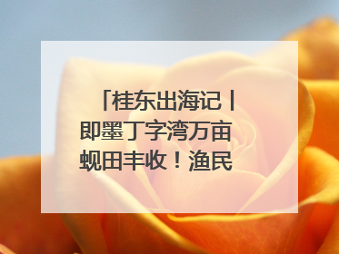 桂东出海记丨即墨丁字湾万亩蚬田丰收！渔民泥里挖蚬，一天上岸过千斤
