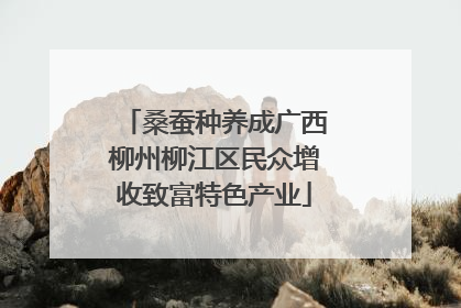 桑蚕种养成广西柳州柳江区民众增收致富特色产业