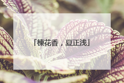 楝花香，夏正浅