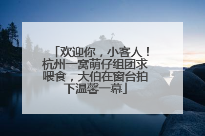 欢迎你，小客人！杭州一窝萌仔组团求喂食，大伯在窗台拍下温馨一幕