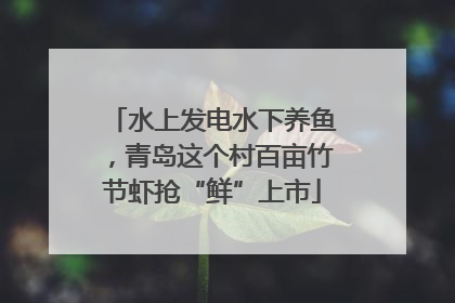 水上发电水下养鱼，青岛这个村百亩竹节虾抢“鲜”上市