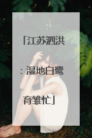 江苏泗洪：湿地白鹭育雏忙