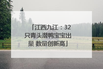 江西九江：32只青头潜鸭宝宝出巢 数量创新高