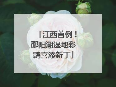 江西首例！鄱阳湖湿地彩鹮喜添新丁