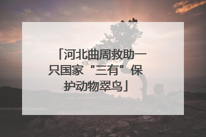 河北曲周救助一只国家“三有”保护动物翠鸟