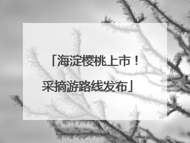 海淀樱桃上市！采摘游路线发布