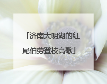 济南大明湖的红尾伯劳登枝高歌