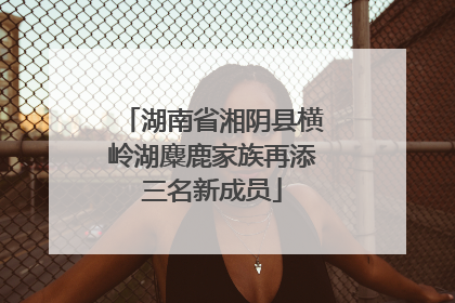 湖南省湘阴县横岭湖麋鹿家族再添三名新成员