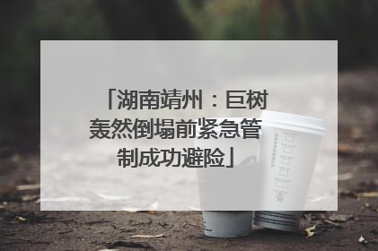 湖南靖州：巨树轰然倒塌前紧急管制成功避险