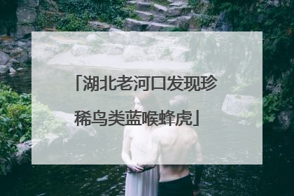 湖北老河口发现珍稀鸟类蓝喉蜂虎