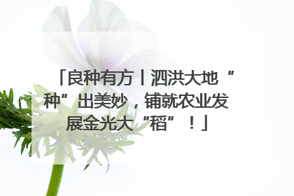 良种有方丨泗洪大地“种”出美妙，铺就农业发展金光大“稻”！