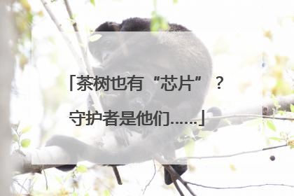 茶树也有“芯片”？守护者是他们……