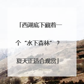 西湖底下藏着一个“水下森林”？夏天正适合观赏