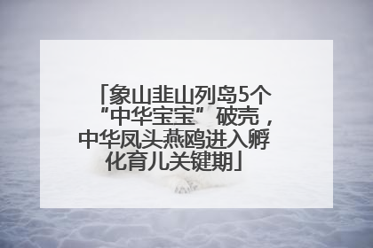 象山韭山列岛5个“中华宝宝”破壳，中华凤头燕鸥进入孵化育儿关键期