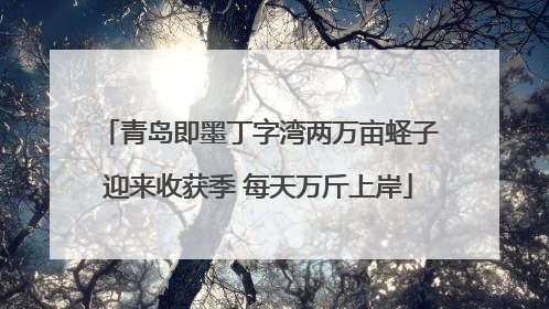 青岛即墨丁字湾两万亩蛏子迎来收获季 每天万斤上岸