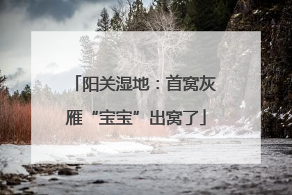 阳关湿地：首窝灰雁“宝宝”出窝了