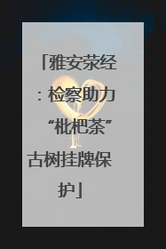 雅安荥经：检察助力“枇杷茶”古树挂牌保护