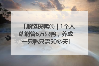 顺链探鸭③｜1个人就能管6万只鸭，养成一只鸭只需50多天